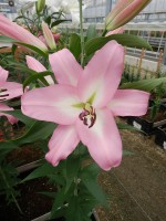 [5199 Livingston VH No02.JPG]